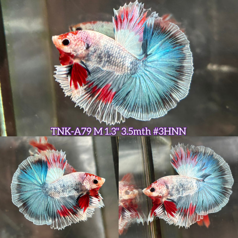 Live Male Betta Fancy Koi Over Halfmoon (TNK-A79) S008 High quality What you see What you get!!