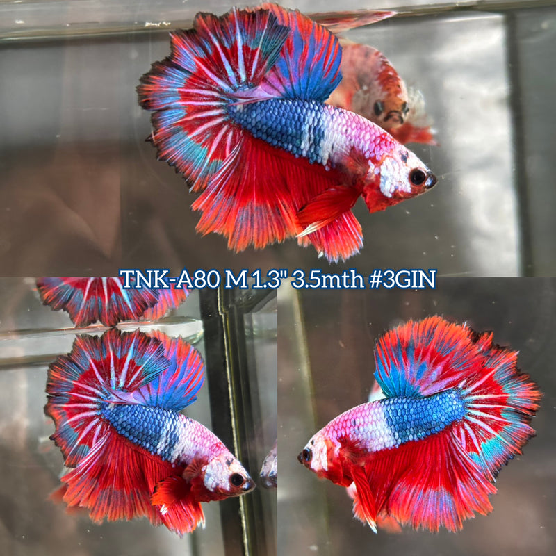 Live Male Betta Red Fancy marble Halfmoon (TNK-A80) S006 High quality What you see What you get!!