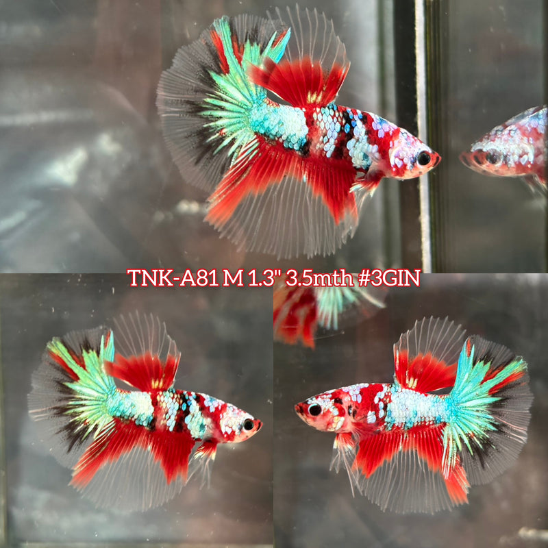 Live Male Betta Red Galaxy Koi Halfmoon (TNK-A81) S002 High quality What you see What you get!!
