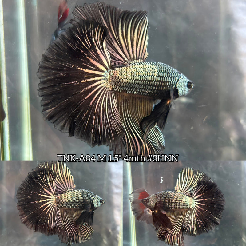 Live Male Betta Black Copper Dragon Over Halfmoon (TNK-A84) S005 High quality What you see What you get!!