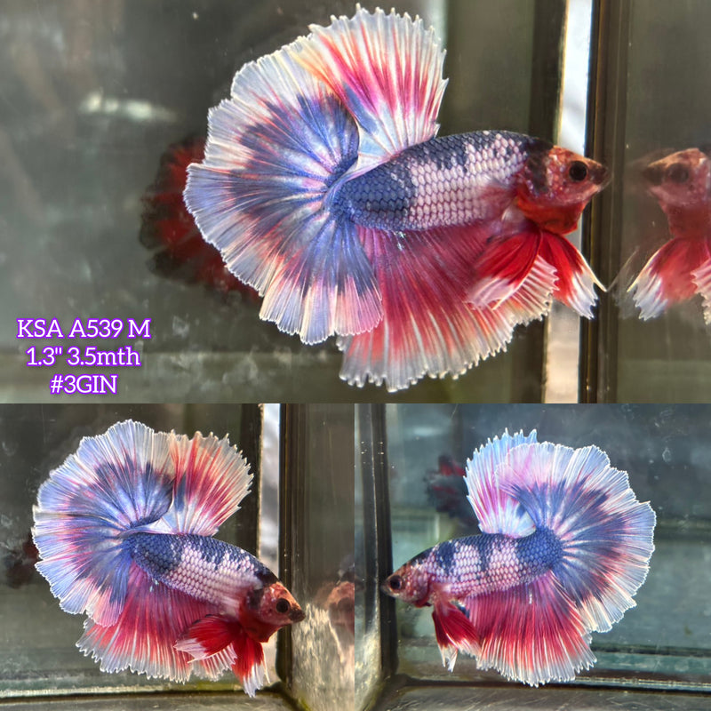 Live Male Betta Purple pink Fancy marble Halfmoon (KSA-A539)High quality what you see what you get!!