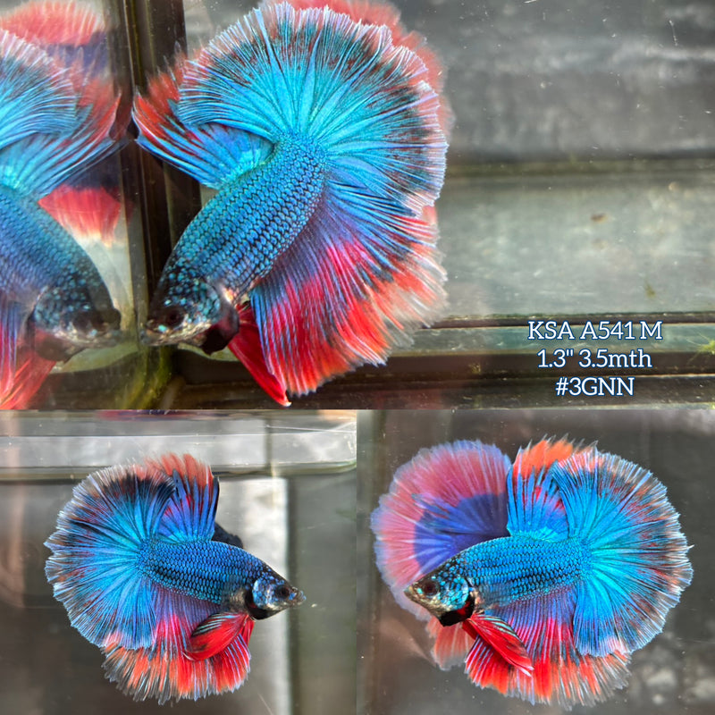 Live Male Betta Fancy Blue scale Dark colors Over Halfmoon (KSA-A541)High quality what you see what you get!!