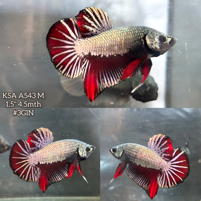 Live Male Betta Copper Red Dragon Plakat (KSA-A543)High quality what you see what you get!!