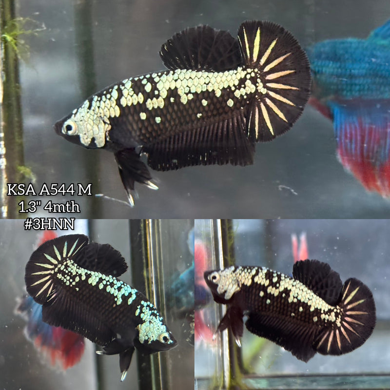 Live Male Betta Black Samurai Startail Plakat (KSA-A544)High quality what you see what you get!!