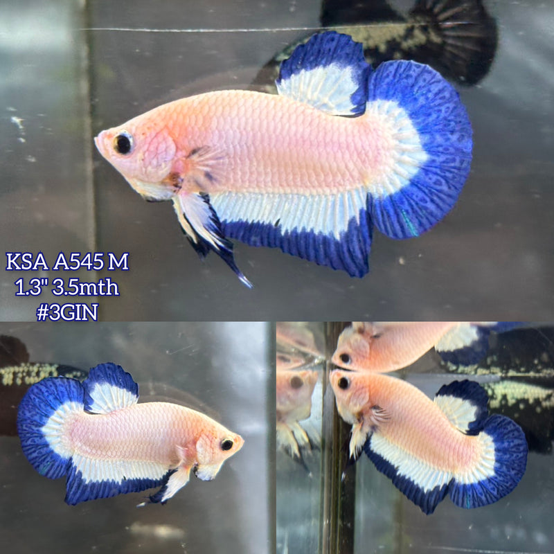 Live Male Betta Blue rim marble Plakat (KSA-A545)High quality what you see what you get!!