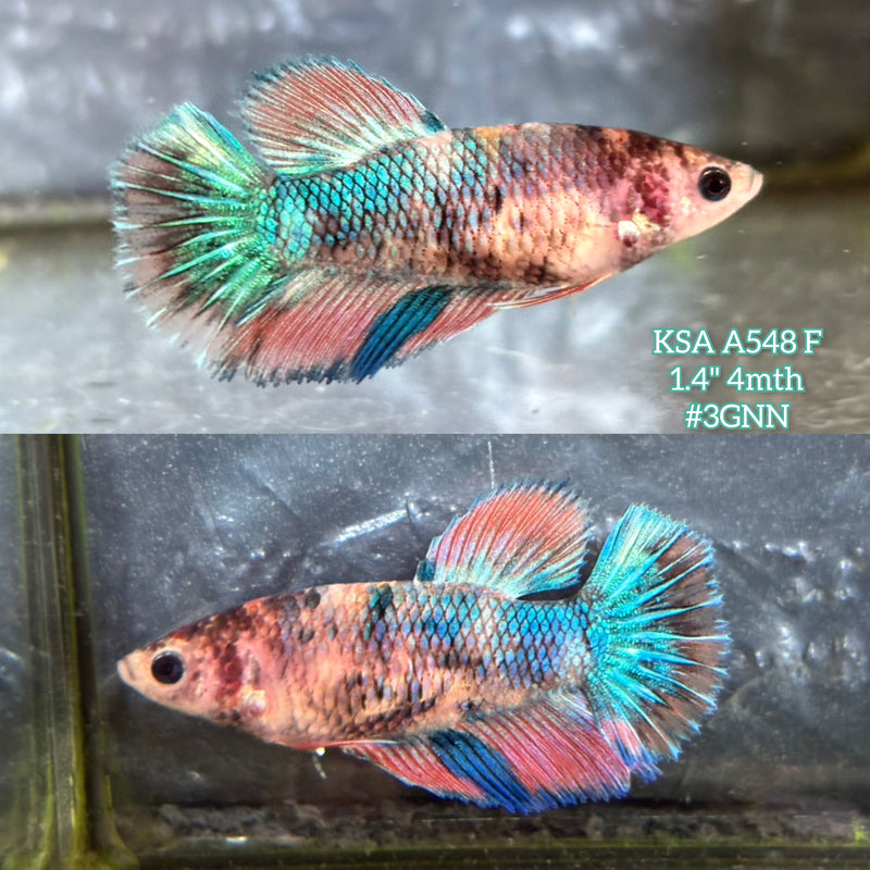 Live Female Betta Fancy Green Metallic Halfmoon (KSA-A548)High quality what you see what you get!!