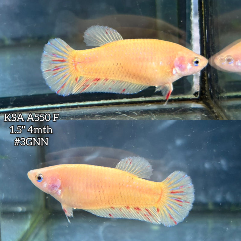 Live Female Betta Yellow pineapple Armageddon Plakat (KSA-A550)High quality what you see what you get!!