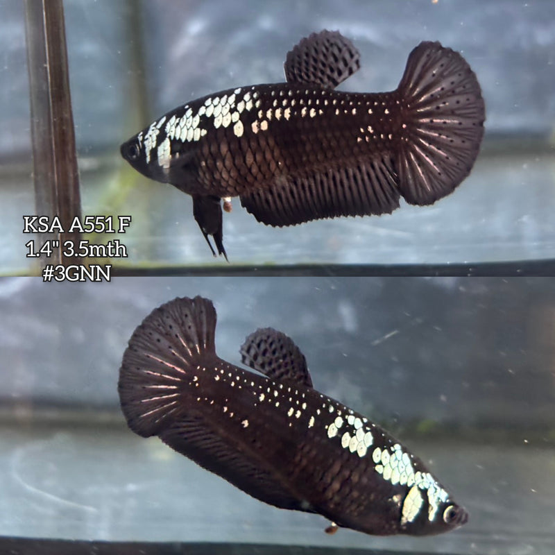 Live Female Betta Black Samurai Plakat (KSA-A551)High quality what you see what you get!!