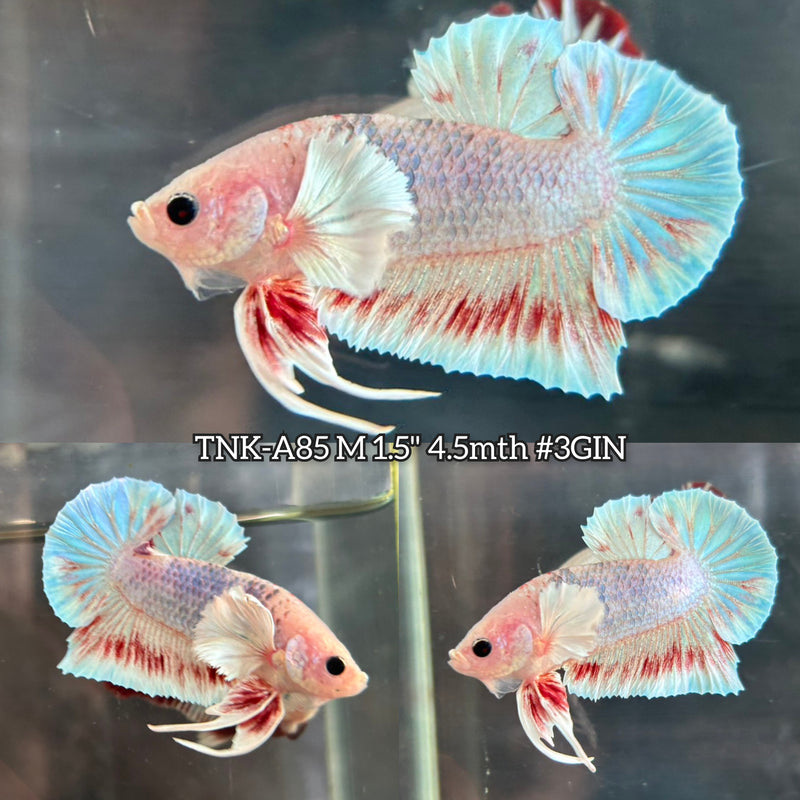 Live Male Betta Fancy Marble Dumbo big ear Plakat (TNK-A85)S195 High quality What you see What you get!!