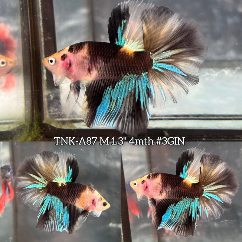 Live Male Betta Yellow Black Koi Halfmoon (TNK-A87)S125 High quality What you see What you get!!