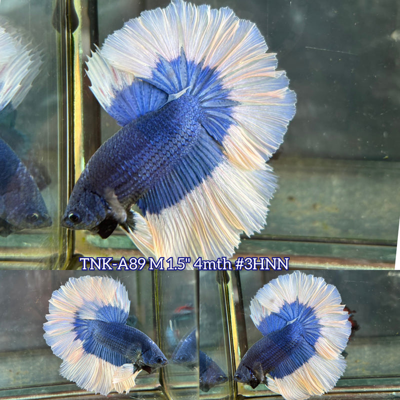 Live Male Betta Blue Butterfly Over Halfmoon (TNK-A89)S127 High quality What you see What you get!!