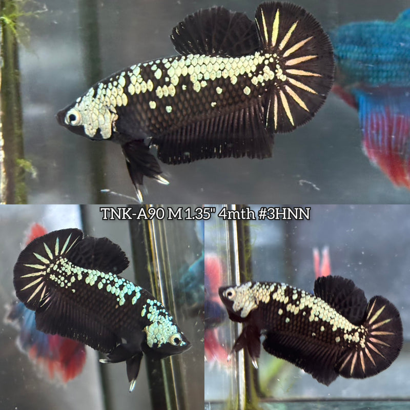 Live Male Betta Black Samurai Mamba Plakat (TNK-A90)S129 High quality What you see What you get!!