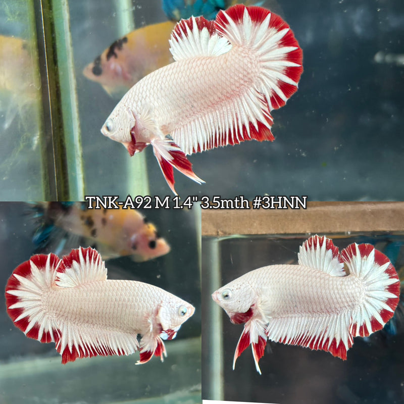 Live Male Betta Red Snow Dragon Startail Plakat (TNK-A92)S131 High quality What you see What you get!!