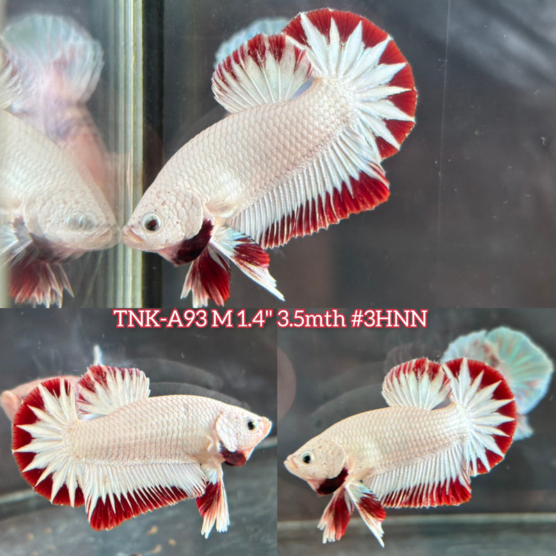 Live Male Betta Red Snow Dragon Startail Plakat (TNK-A93)S132 High quality What you see What you get!!