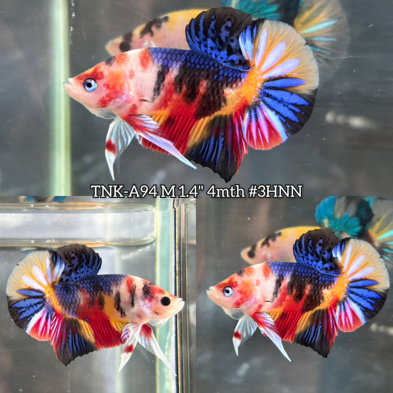 Live Male Betta Multi colors Metallic Koi Plakat (TNK-A94)S133 High quality What you see What you get!!