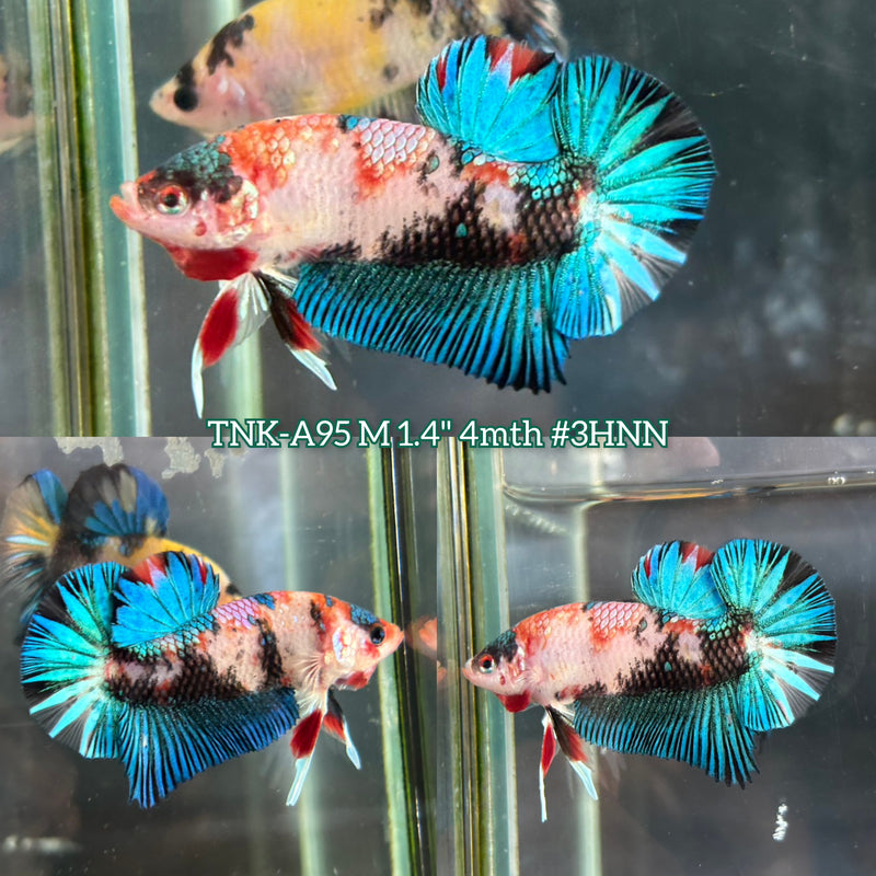 Live Male Betta Green Black Metallic Koi Plakat (TNK-A95)S135 High quality What you see What you get!!