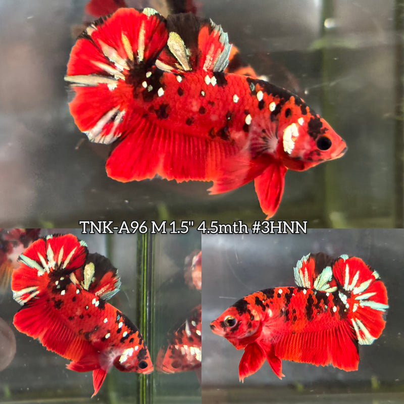 Live Male Betta Red Galaxy Stardust Plakat (TNK-A96)S138 High quality What you see What you get!!