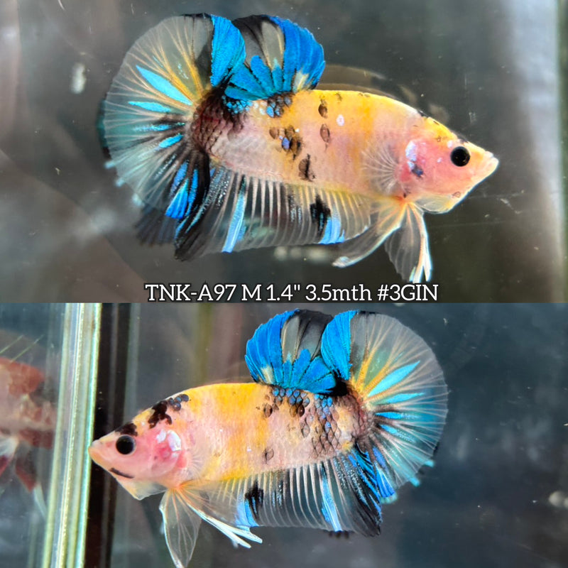 Live Male Betta Yellow Galaxy Koi Plakat (TNK-A97)S139 High quality What you see What you get!!