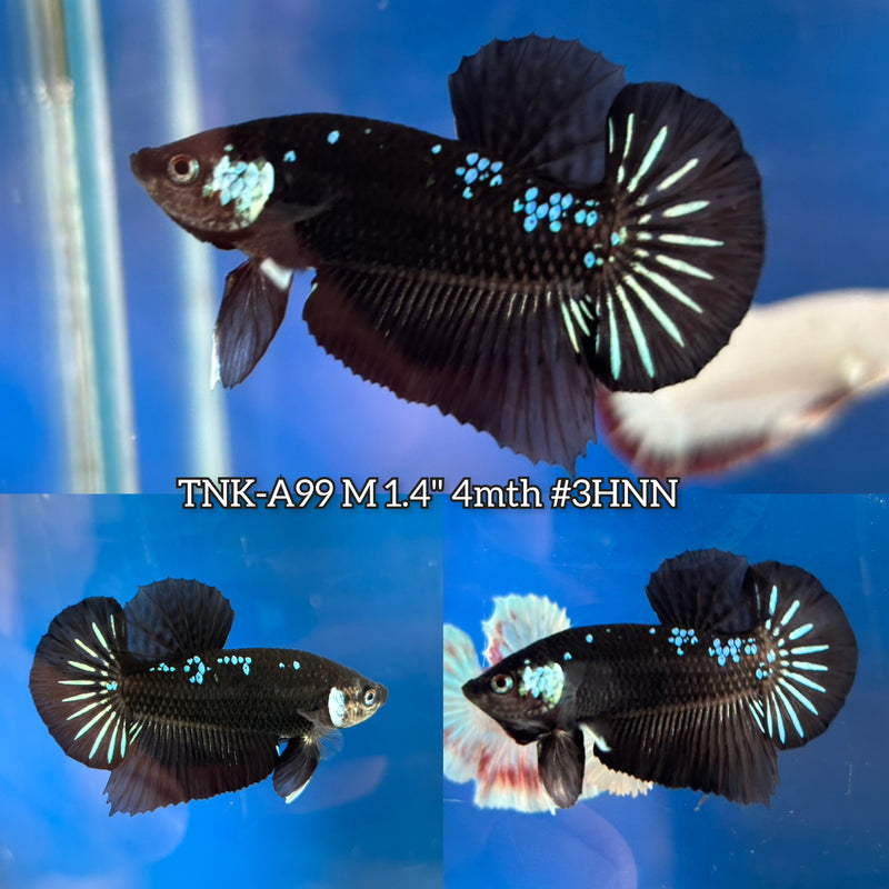 Live Male Betta Black Mamba Plakat (TNK-A99)S189 High quality What you see What you get!!