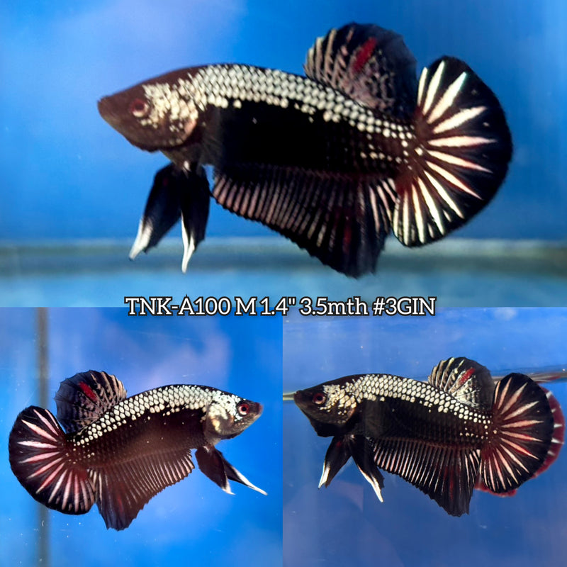 Live Male Betta Black Samurai Mamba Plakat (TNK-A100)S141 High quality What you see What you get!!