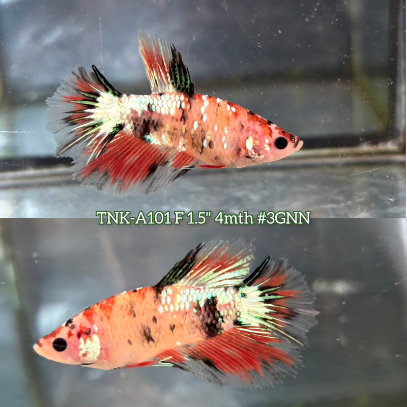 X Live Female Betta Orange Galaxy Koi Halfmoon (TNK-A101)S142 High quality What you see What you get!!