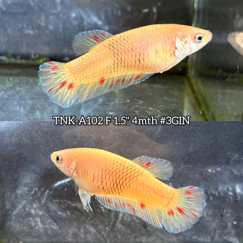 Live Female Betta Yellow Pineapple Armageddon Plakat (TNK-A102)S143 High quality What you see What you get!!