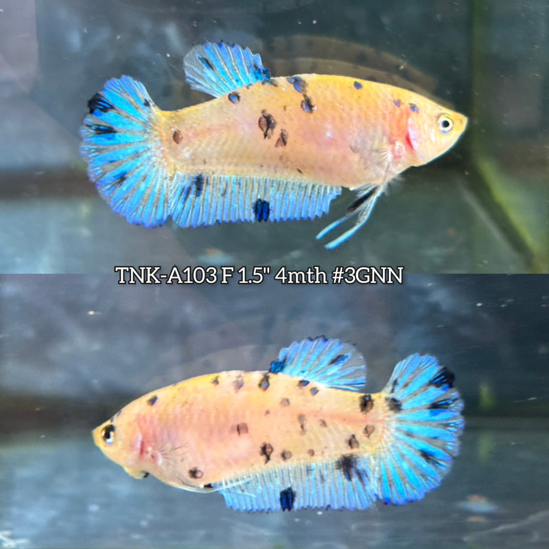Live Female Betta Fancy Yellow marble polkadot Plakat (TNK-A103)S144 High quality What you see What you get!!