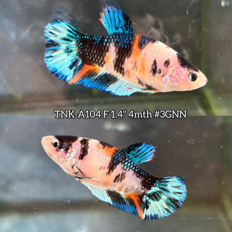 Live Female Betta Black Metallic Koi Plakat (TNK-A104)S217 High quality What you see What you get!!