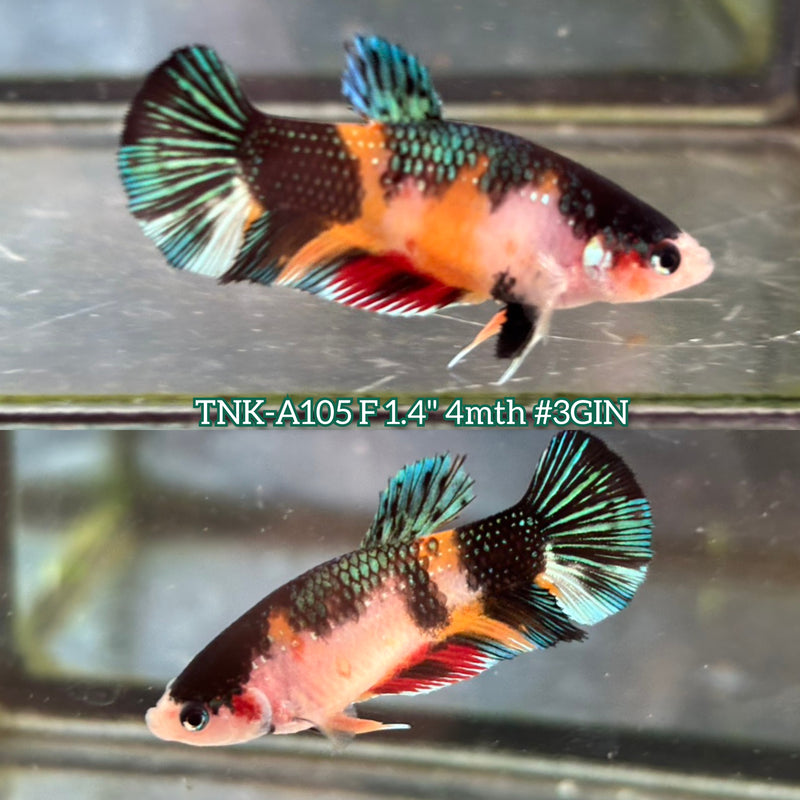 Live Female Betta Green Black Metallic Koi Plakat (TNK-A105)S214 High quality What you see What you get!!