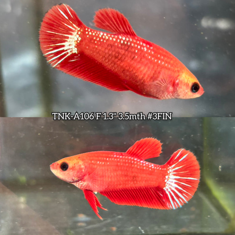 Live Female Betta Red Helboy Plakat (TNK-A106)S211 High quality What you see What you get!!