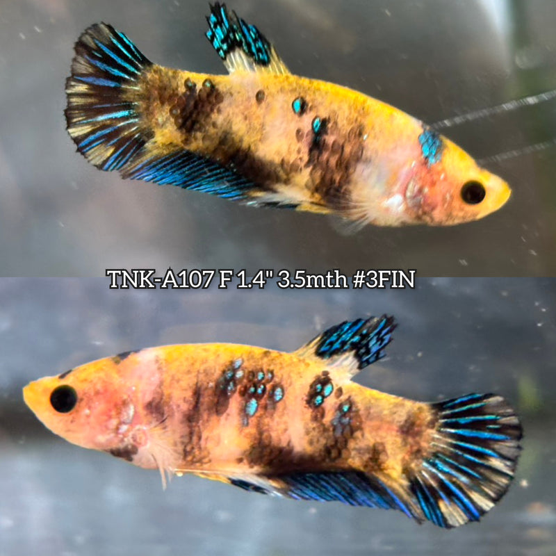 Live Female Betta Yellow Metallic Tiger Koi Plakat (TNK-A107)S207 High quality What you see What you get!!
