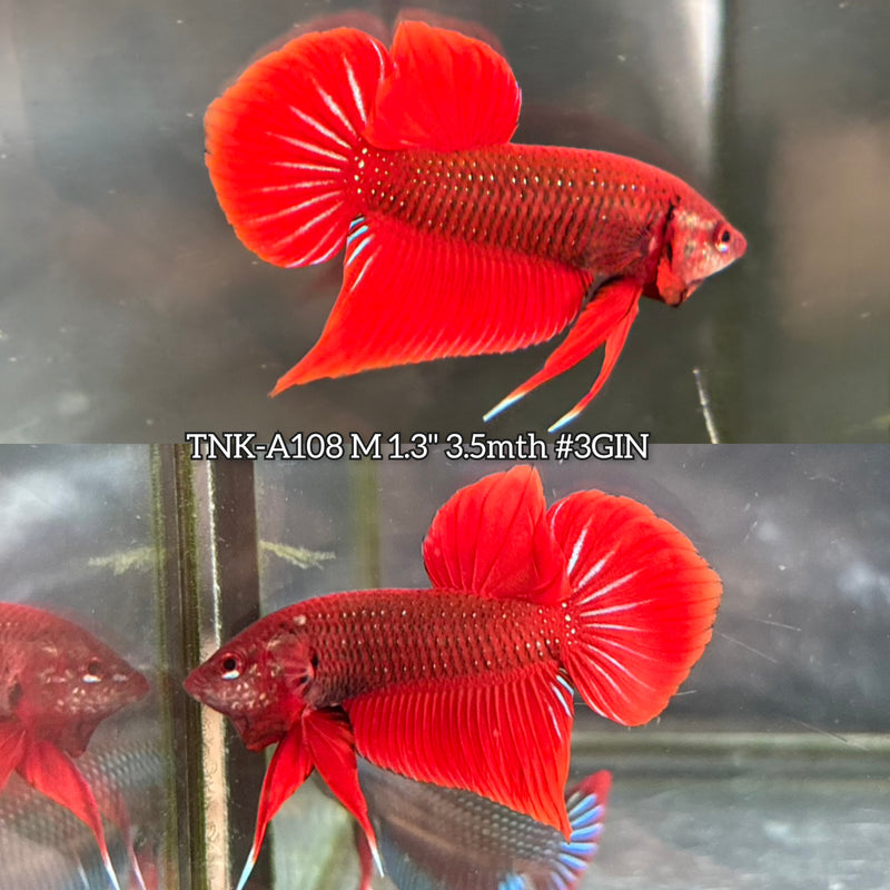 Live Male Betta Red Splendens Hybrid Wild Plakat (TNK-A108)S204 High quality What you see What you get!!