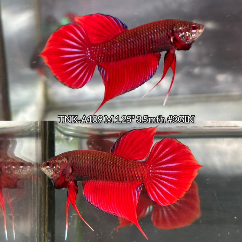 Live Male Betta Red Splendens Hybrid Wild Plakat (TNK-A109)S202 High quality What you see What you get!!