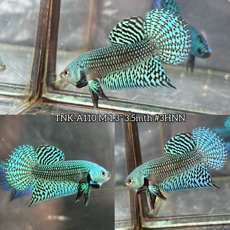 Live Male Betta Green Alien Hybrid Wild Plakat (TNK-A110)S201 High quality What you see What you get!!