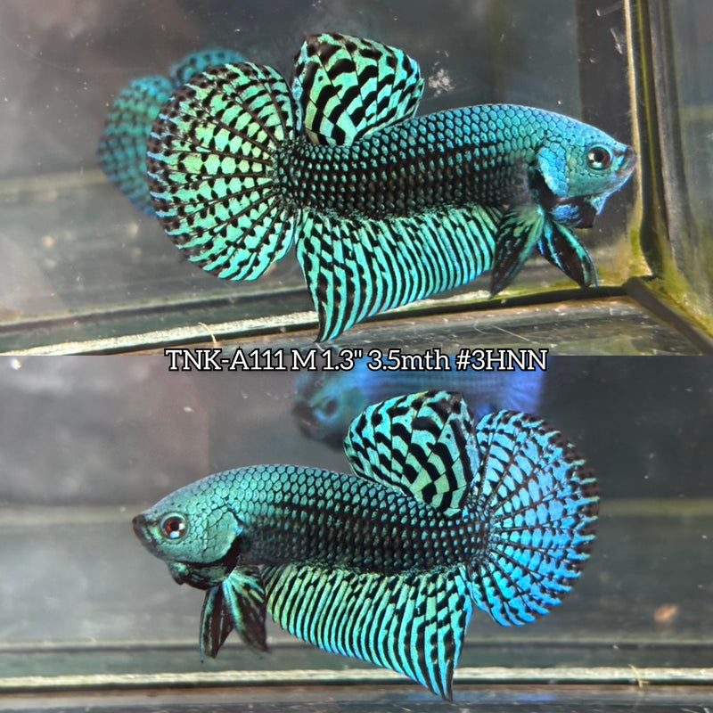 Live Male Betta Green Alien Hybrid Wild Plakat (TNK-A111)S199 High quality What you see What you get!!