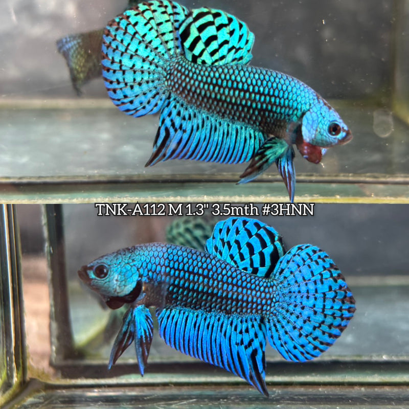 Live Male Betta Green Turquoise Alien Hybrid Wild Plakat (TNK-A112)S198 High quality What you see What you get!!