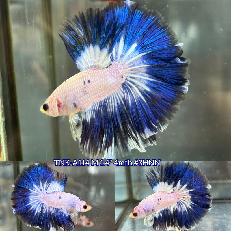 Live Male Betta Blue marble Over Halfmoon (TNK-A114)S058 High quality What you see What you get!!