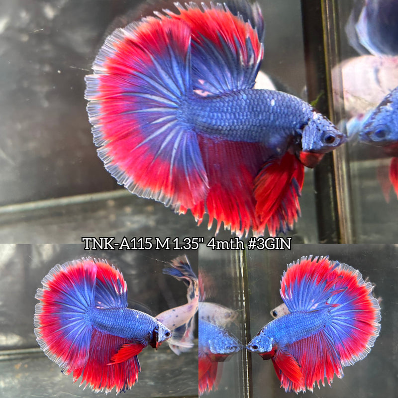 Live Male Betta Fancy Blue scale metallic Over Halfmoon (TNK-A115)S059 High quality What you see What you get!!
