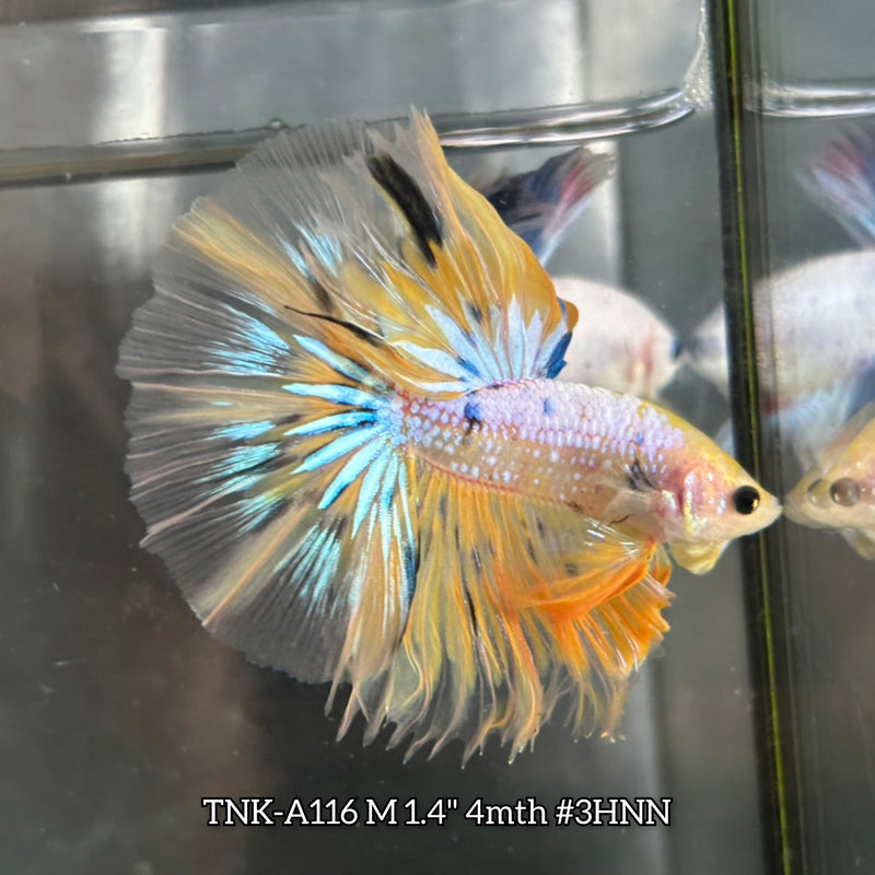 Live Male Betta Fancy Yellow Marble Halfmoon (TNK-A116)S127 High quality What you see What you get!!