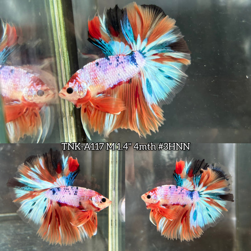 Live Male Betta Candy Multi colors Over Halfmoon (TNK-A117)S130 High quality What you see What you get!!