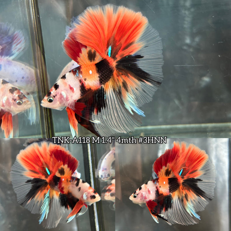 Live Male Betta Nemo Galaxy Over Halfmoon (TNK-A118)S131 High quality What you see What you get!!