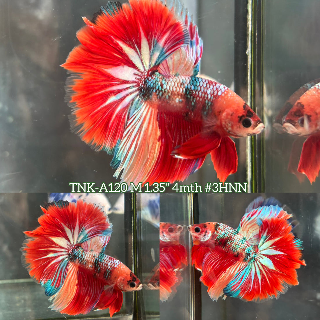 Live Male Betta Red Galaxy Koi Over Halfmoon (TNK-A120) High quality What you see What you get!!