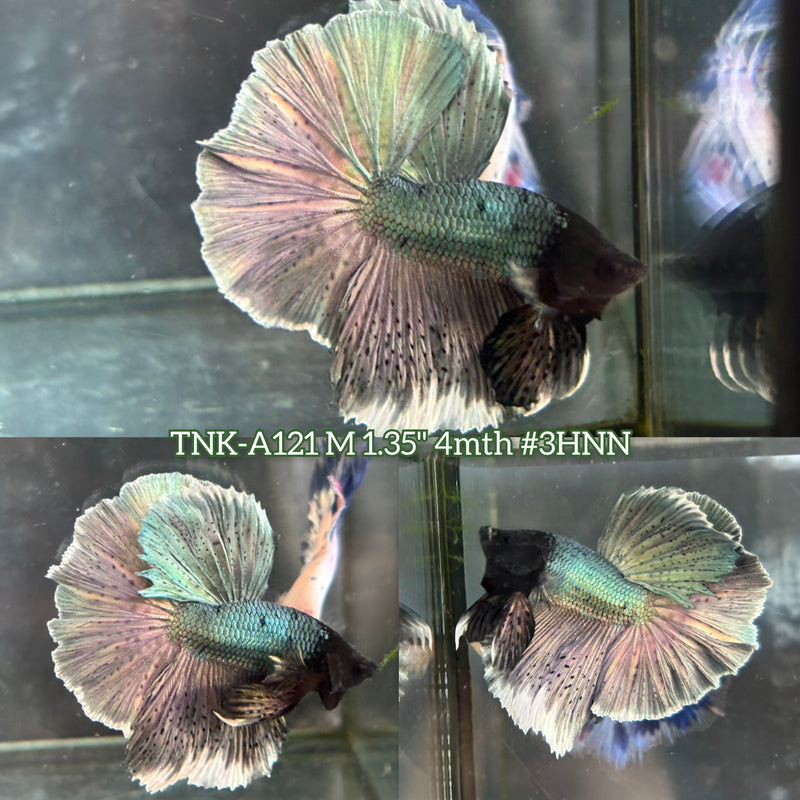 Live Male Betta Copper Silver Over Halfmoon (TNK-A121)S272 High quality What you see What you get!!