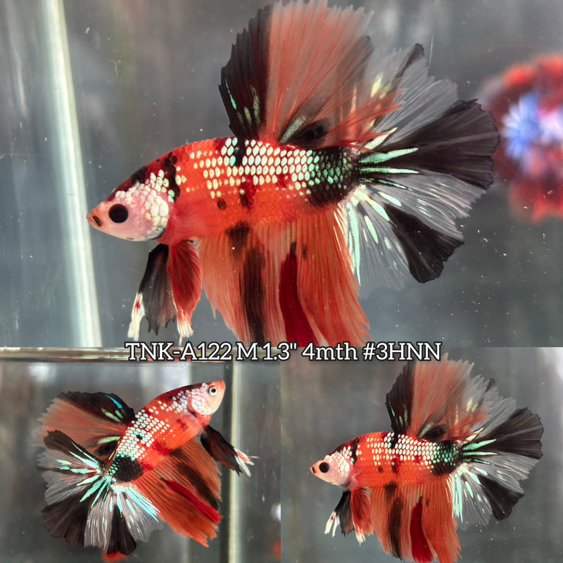 Live Male Betta Orange Nemo Koi metallic Halfmoon (TNK-A122) High quality What you see What you get!!