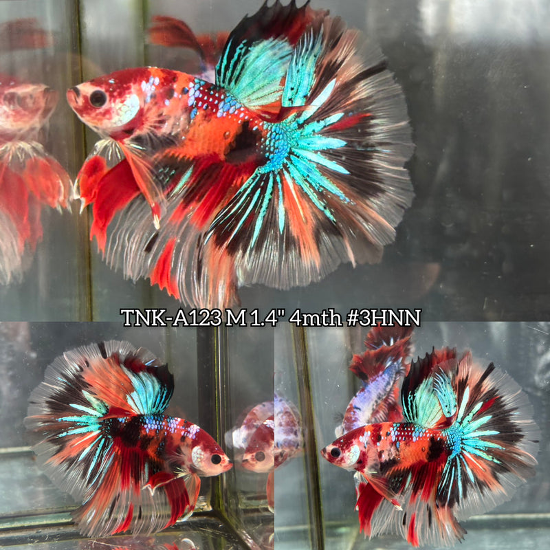 Live Male Betta Black Nemo Galaxy Over Halfmoon (TNK-A123)S273 High quality What you see What you get!!
