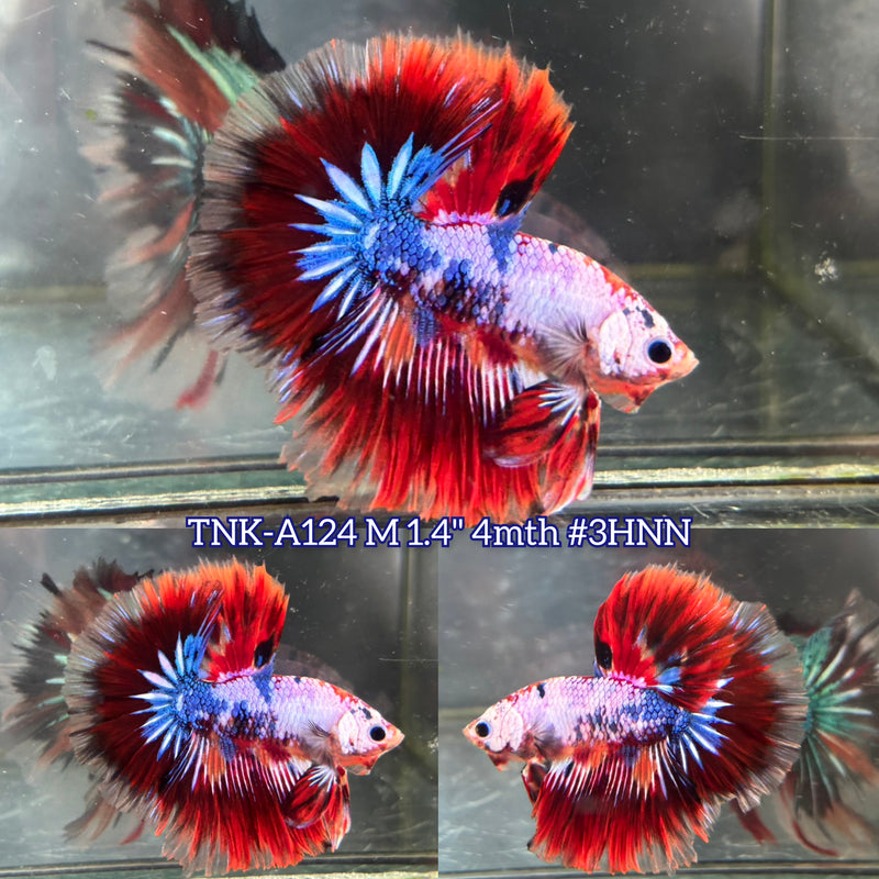Live Male Betta Fancy Red Koi Over Halfmoon (TNK-A124)S274 High quality What you see What you get!!