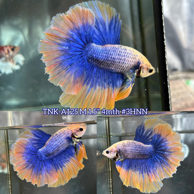 Live Male Betta Yellow blue Mascot Over Halfmoon (TNK-A125) High quality What you see What you get!!