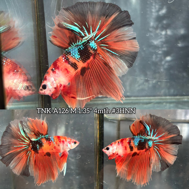 Live Male Betta Orange Nemo Galaxy Over Halfmoon (TNK-A126)S275 High quality What you see What you get!!