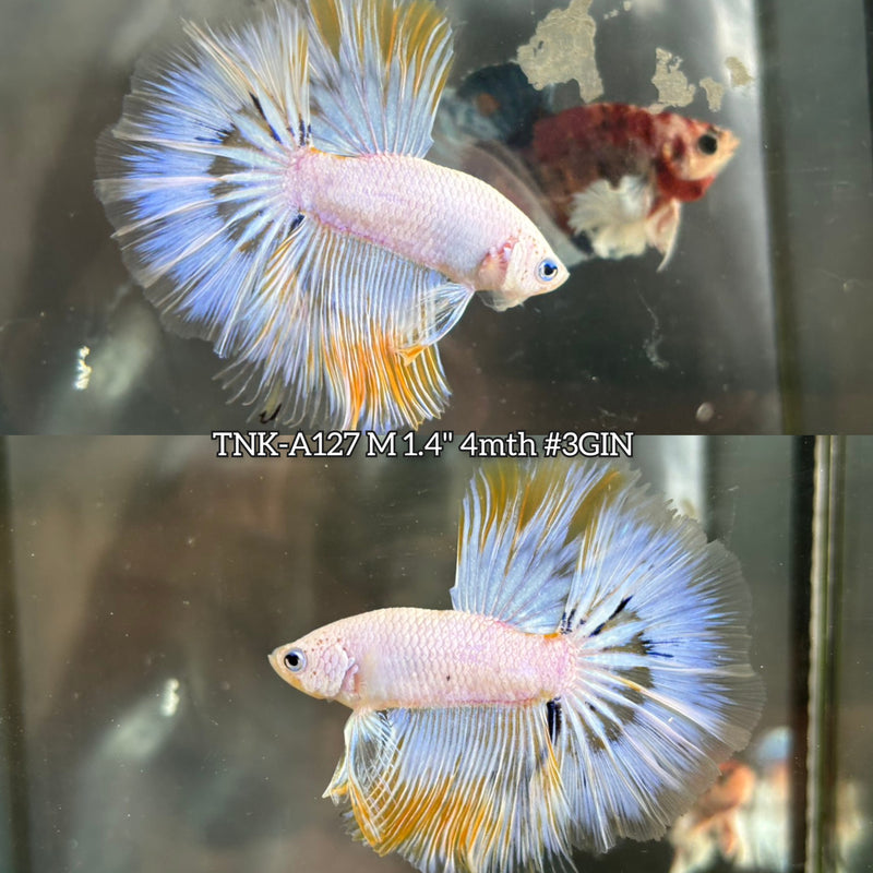 Live Male Betta Fancy Dragon Over Halfmoon (TNK-A127)S276 High quality What you see What you get!!