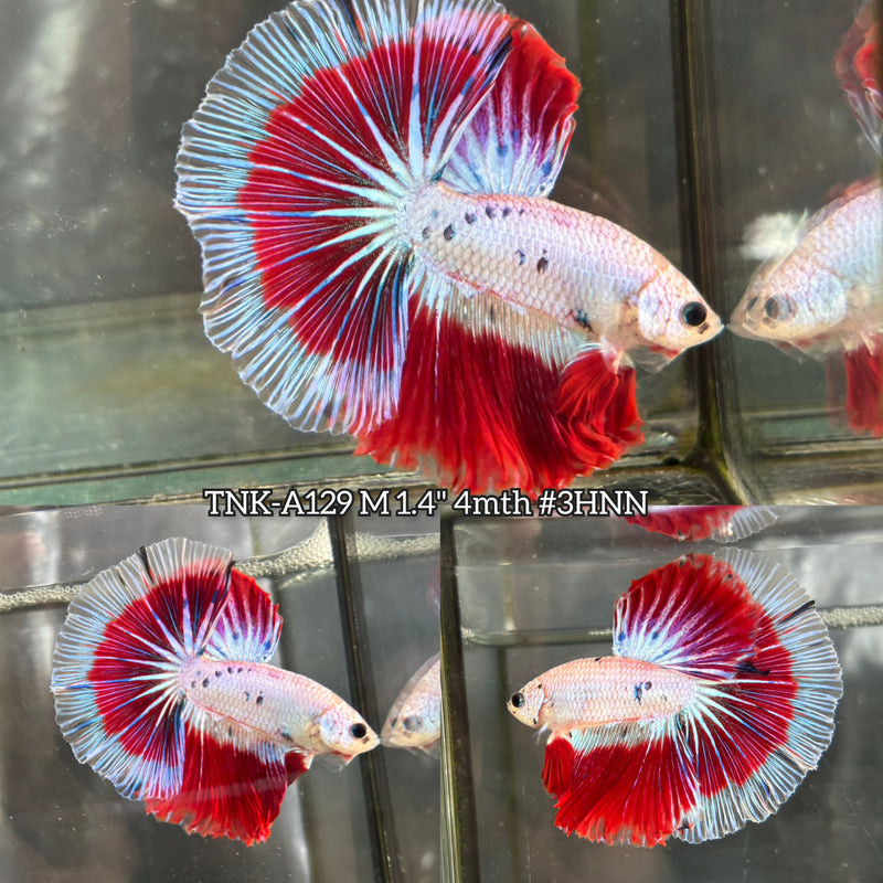 Live Male Betta Red Fancy marble Over Halfmoon (TNK-A129)S344 High quality What you see What you get!!